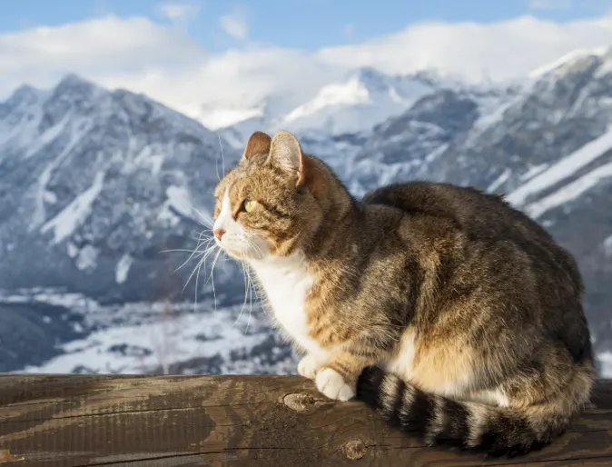 A cat looking to the left with snowy mountains in the background